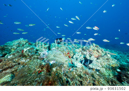 小笠原 キホシスズメダイの群れとクマノミ 小笠原 キホシスズメダイの群れとクマノミ 93631502