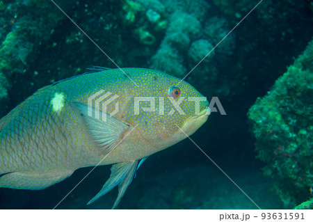 小笠原 タキベラをクリーニングするホンソメワケベラ 小笠原 タキベラをクリーニングするホンソメワケベラ 93631591