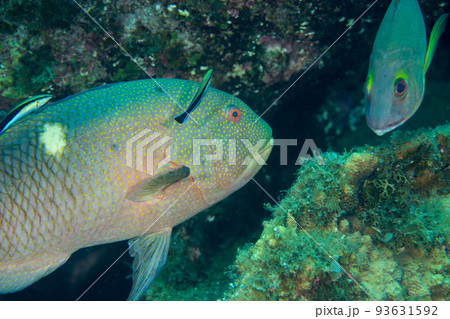 小笠原 タキベラをクリーニングするホンソメワケベラ 小笠原 タキベラをクリーニングするホンソメワケベラ 93631592