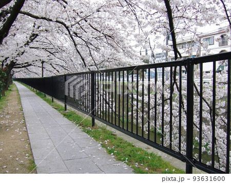 京都　天神川の桜並木 93631600