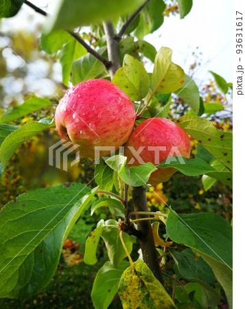 somewhat ripe apple on a branch with leaves. isolated on white background somewhat ripe apple on a branch with leaves. isolated on white background 93631617