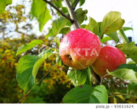 Apple tree with ripe fruits in autumn 93631624
