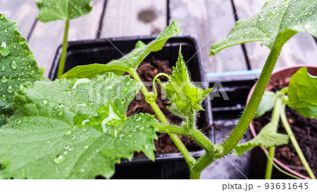 cucember plant cucember plant 93631645