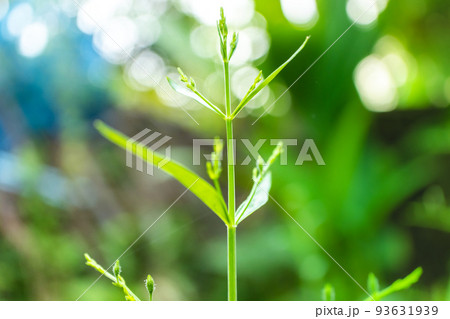 Andrographis paniculata the local Asia Herb plant for anti-virus medicine Andrographis paniculata the local Asia Herb plant for anti-virus medicine 93631939