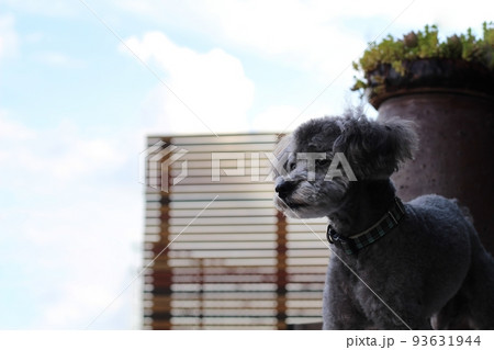 室外でトイプードルの横向きで立っている表情 93631944