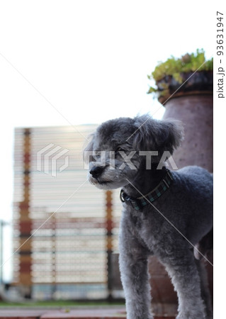 室外でトイプードルの横向きで立っている表情 93631947