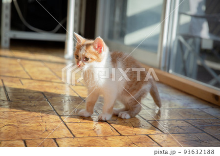 子猫 子猫 93632188