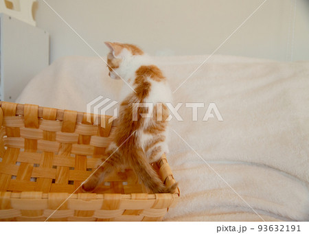 子猫 子猫 93632191