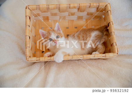 子猫 子猫 93632192