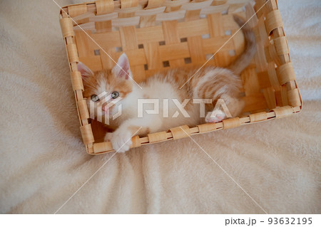 子猫 子猫 93632195