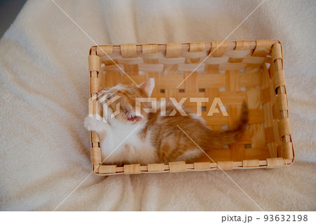子猫 93632198