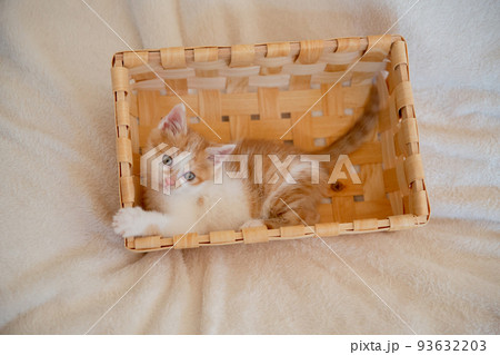 子猫 93632203