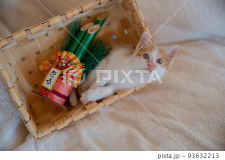 子猫 93632213