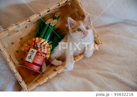 子猫 93632216