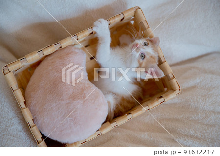 子猫 93632217