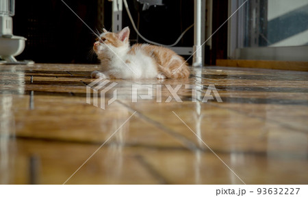 子猫 子猫 93632227