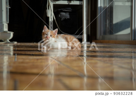 子猫 子猫 93632228