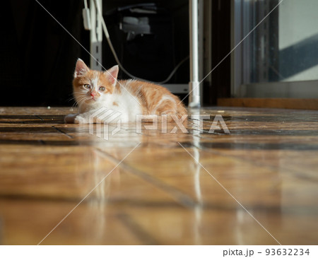子猫 93632234