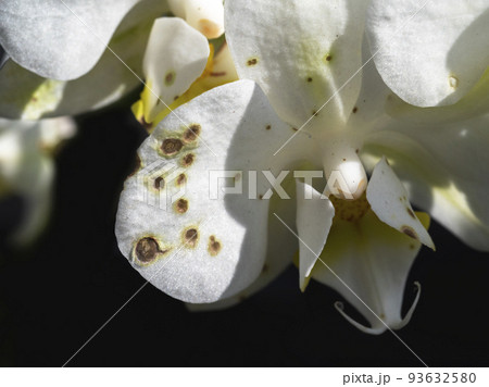 Orchids and Botrytis Fungus. An evil and scary fungus on Orchids. Close up. 93632580