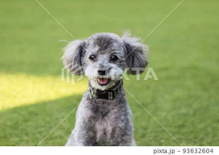 ドッグランの芝生上に座っているシルバーのトイプードルの表情 93632604