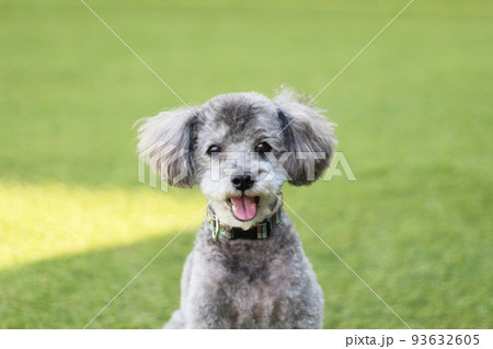 ドッグランの芝生上に座っているシルバーのトイプードルの表情 93632605