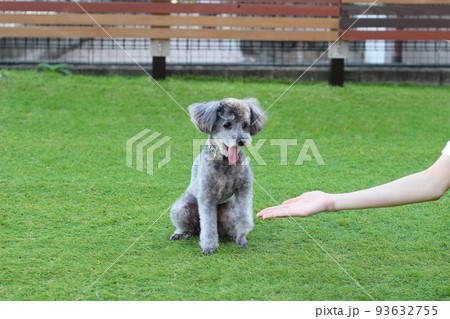 ドッグランの芝生上に座っているトイプードルと女性の手 93632755