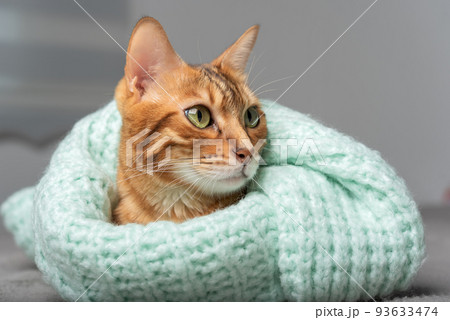 The cat lies on the bed, wrapped in a sweater. 93633474