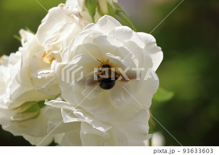 白バラ ロサアルバと蜜蜂の写真素材 [93633603] - PIXTA