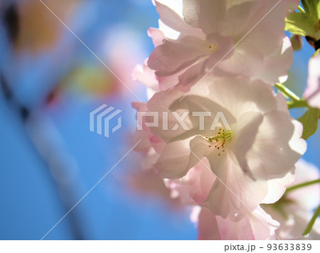 4月に咲いたサトサクラ「福禄寿（フクロクジュ）」 93633839