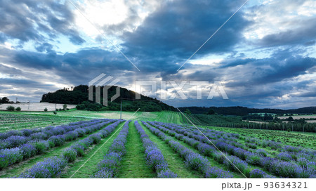 Farm lavender field drone aerial farming magic scenic sunset Lavandula angustifolia growing purple true English flower flowering plant herbal narrow-leaved lavender common garden growth Europe 93634321