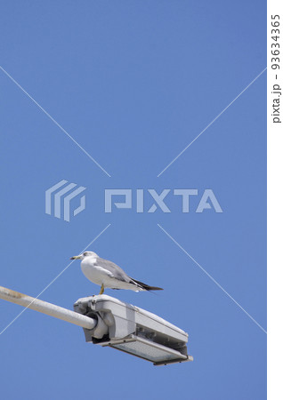 夏風の中で羽根休めする海鳥 夏風の中で羽根休めする海鳥 93634365