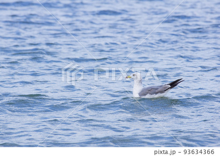 夏風の中で羽根休めする海鳥 夏風の中で羽根休めする海鳥 93634366