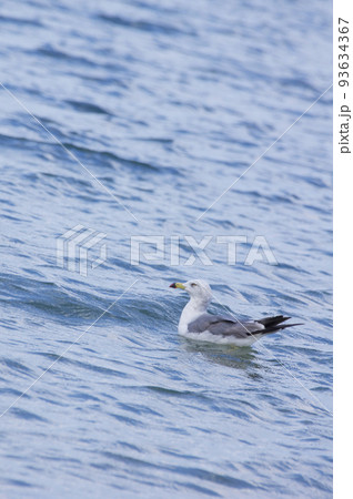 夏風の中で羽根休めする海鳥 93634367