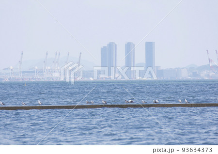 夏風の中で羽根休めする海鳥 93634373