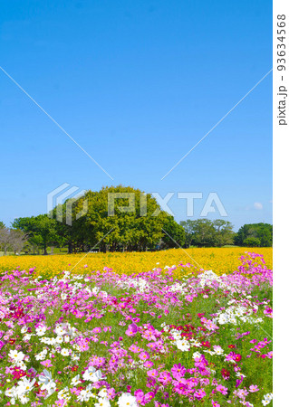 コスモス畑と青空16 93634568