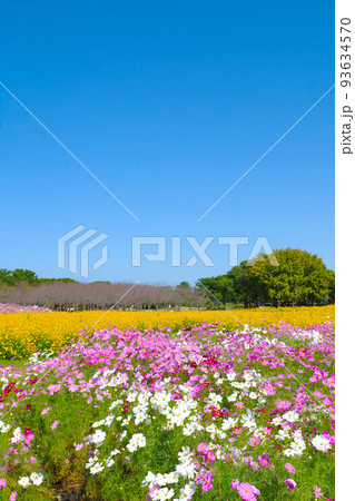 コスモス畑と青空18 93634570