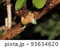 クマゼミの羽化⑪ 93634620