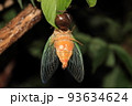 クマゼミの羽化⑮ 93634624