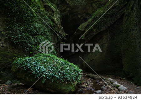 伊尾木洞のシダ群落のイメージ 伊尾木洞のシダ群落のイメージ 93634924