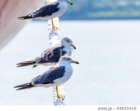夏の朝の港の景色　舫綱にとまるカモメたち 93635410