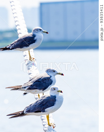 夏の朝の港の景色 舫綱にとまるカモメたち 夏の朝の港の景色 舫綱にとまるカモメたち 93635411
