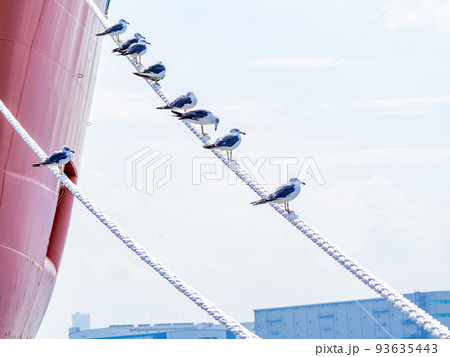 夏の朝の港の景色　舫綱にとまるカモメたち 93635443