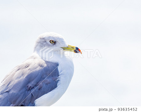夏の朝の港の景色　舫綱にとまるカモメたち 93635452