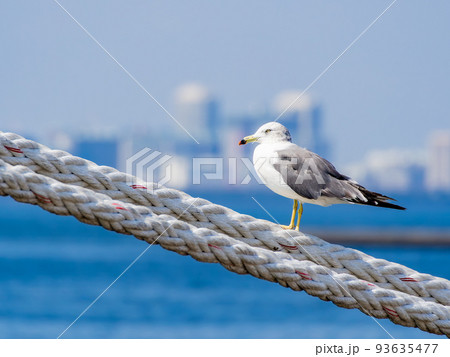 夏の朝の港の景色　舫綱にとまるカモメたち 93635477