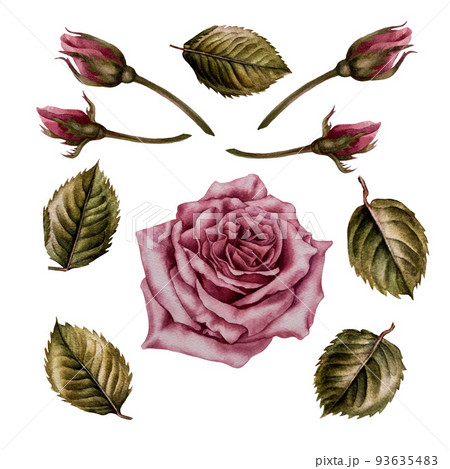 Set of watercolor pink rose, buds and leaves 93635483