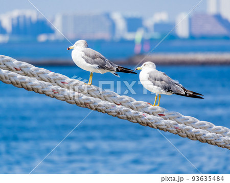 夏の朝の港の景色　舫綱にとまるカモメたち 93635484