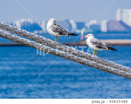 夏の朝の港の景色 舫綱にとまるカモメたち 夏の朝の港の景色 舫綱にとまるカモメたち 93635486