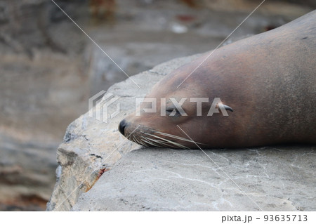 トド 寝る ぐっすり トド 寝る ぐっすり 93635713