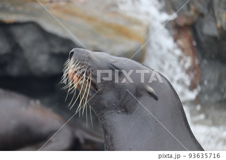 トド 微笑 ほほえむ トド 微笑 ほほえむ 93635716