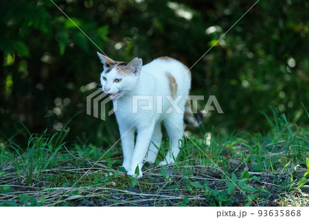 野良猫には見えない綺麗な真っ白な毛並みのメス猫の写真素材 [93635868] - PIXTA